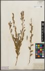 Foto von Salix purpurea L. x Salix repens L.